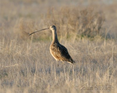 long bill curlew in grass copy.jpg