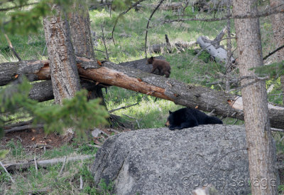 black bear and cub