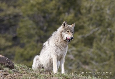 Wolf  Lamar Valley