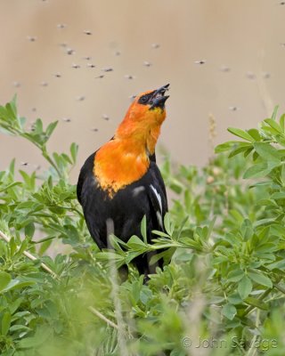 yellow headed blackbird enjoying bug hatch.jpg