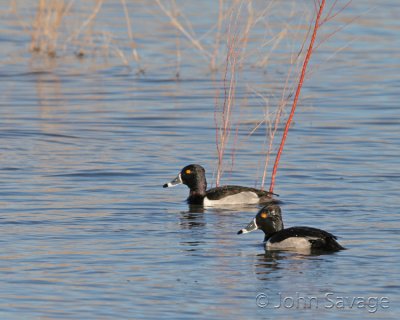Ring-necked Duck  new mexico disc 1 384