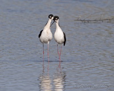 black neck stilts thanking each other for the previous 5 seconds.jpg