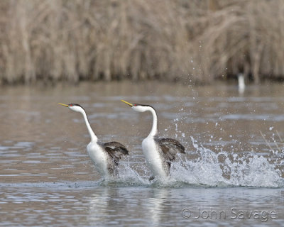 Western grebes and courtship dance.jpg
