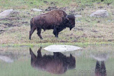 Bison reflection Yellowstone 5-23 to 5-30 2008 500mm 1 515  