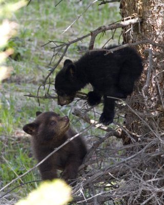 Black bear twin cubs