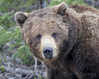 Grizzly Bear at fishing bridge area