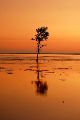 mangrove gold