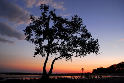 mangrove sunset