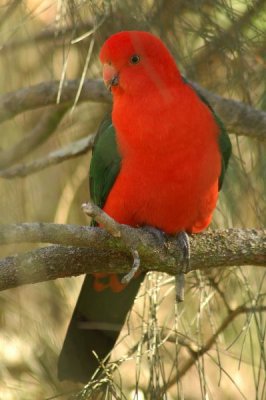 king parrot