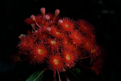 eucalyptus ficifolia