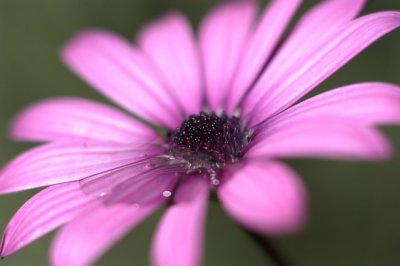 daisy