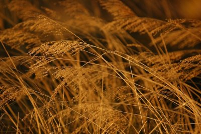 golden grass