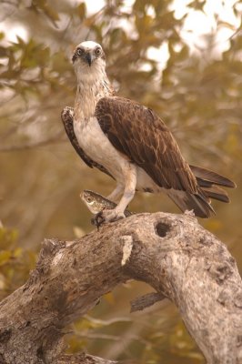 osprey