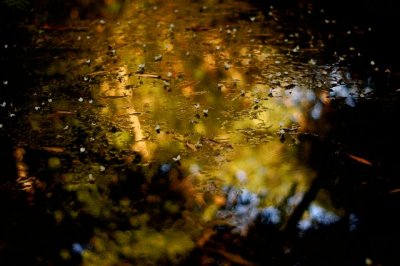 rainforest puddle