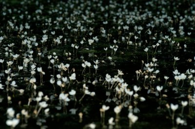 cabomba flowers