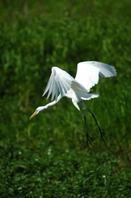 stork