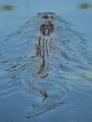 swimming croc