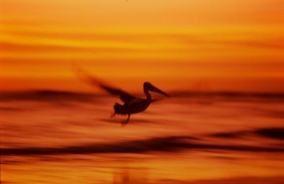 pelican blur