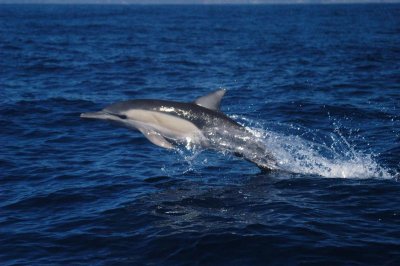 dolphin