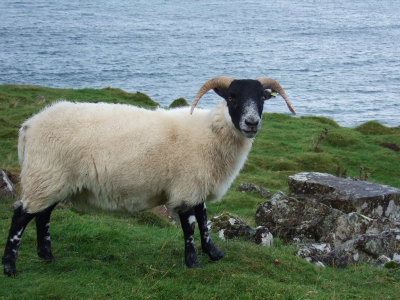 Local inhabitant, Isle of Mull