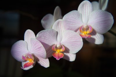 Orchids