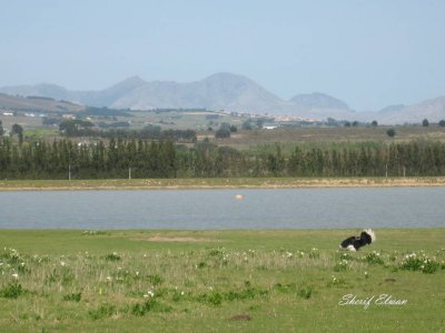 Stellenboch