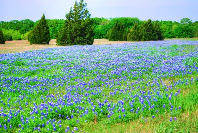 Texas Blue Bonnets