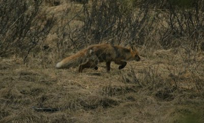 fox