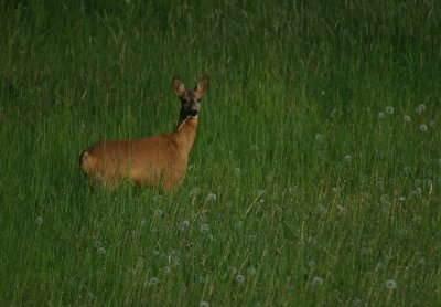 roedeer