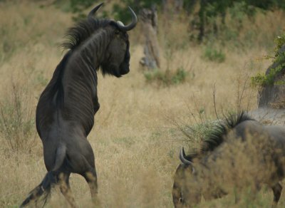 gnu
