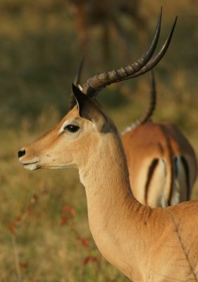 Impala