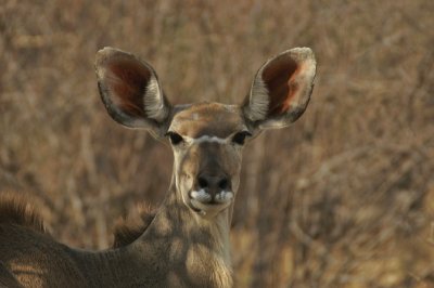 Kudu