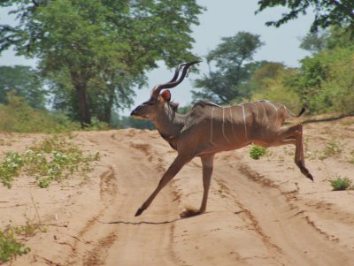 Kudu