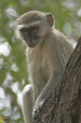 Vervet Monkey