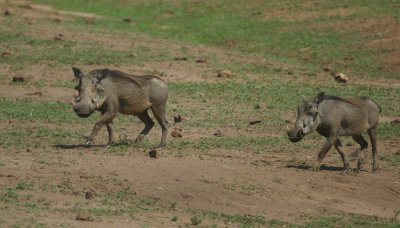 Warthog