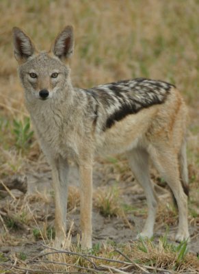 Jackal