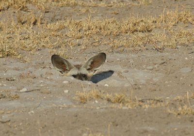 Bat eared fox
