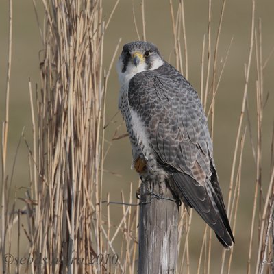 Peregrine Falcon - Slechtvalk - Falco peregrinus 
