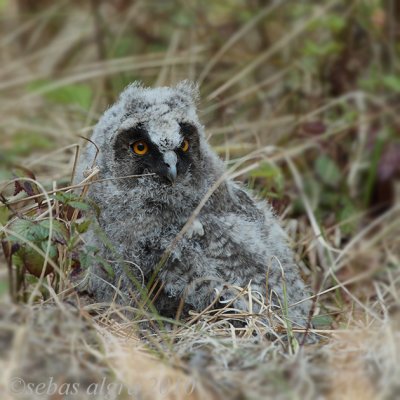 Long-eared Owl-Ransuil-Asio otus