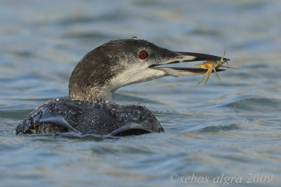 Great Northern Diver  - IJsduiker - Gavia immer