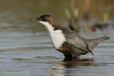 White-throated Dipper - Waterspreeuw - Cinclus cinclus cinclus