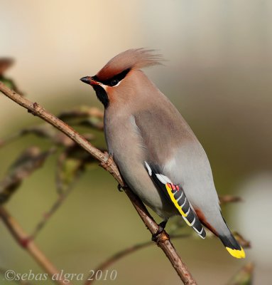 Bohemian Waxwing - Pestvogel - Bombycilla garrulus