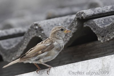 House Sparrow-Huismus-Passer domesticus