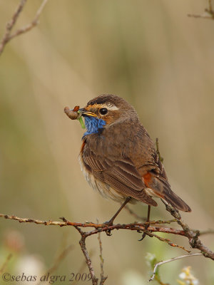 Bluethroat - Blauwborst - Luscinia svecica cyanecula