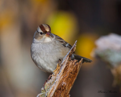 bruant a couronne blanche juv. - white crowned sparrow juv