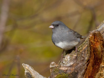 junco ardoisé - dark eyed junco