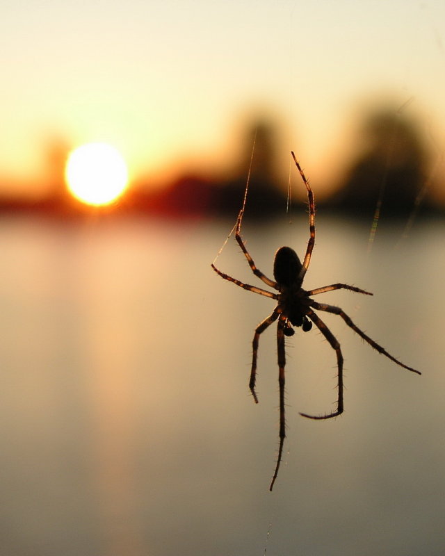 0spidersunrise2.jpg