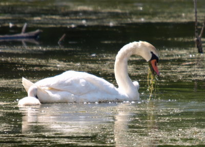 0swans07.jpg