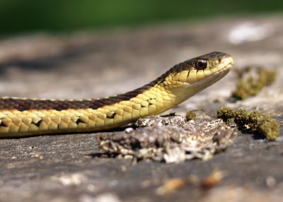 0snake14.jpg