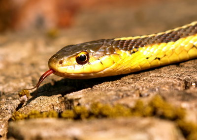 0snake16.jpg